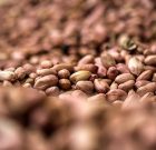 نفس‌های بادام گیلان به شماره افتاد/ پوسیدگی سفید ساقه بلای جان بادام زمینی‌های شمال