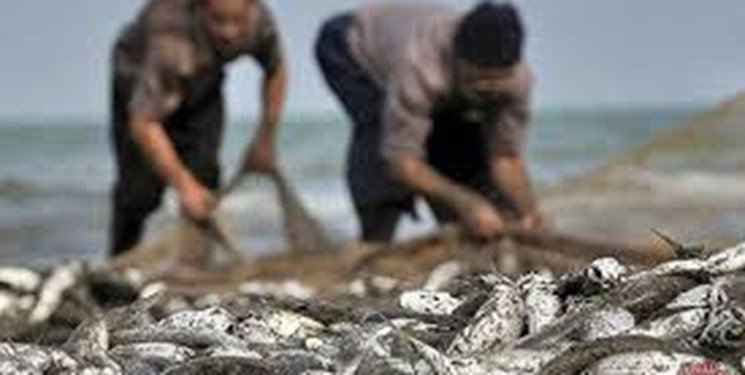 صید بیش از ۱۰۰۰ تن ماهی استخوانی در دریای خزر