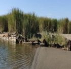 کشف بقایای کشتی مربوط به دوره صفویه در شهرستان آستانه‌اشرفیه