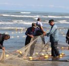 صید ۲۰۰ تنی ماهیان استخوانی در کیاشهر