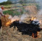 برخورد قاطع با سوزاندن ضایعات کشاورزی در آستانه اشرفیه