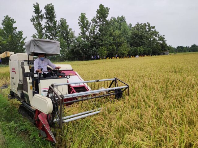 راتون راهکاری برای جبران افزایش قیمت تمام شده تولید برنج