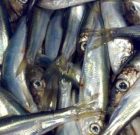 هشدار به صیادان گیلانی/ صید ماهی کلیکا در گیلان کاهش یافت