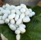 آستانه‌اشرفیه قطب نوغانداری گیلان
