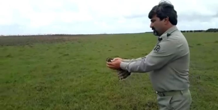 کشف یک گونه پرنده شکاری دلیجه در پارک ملی بوجاق
