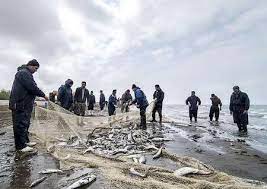 آمار نگران کننده از وضعیت صید در استان گیلان/ صید ماهی استخوانی در دریای خزر کاهشی ۵۵ درصدی داشته است