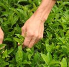 پرداخت ۷۶۹ میلیاردتومان از مطالبات چایکاران استان‌های شمالی