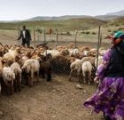 تولید بیش از ۱۰۰۰ تن گوشت قرمز توسط عشایر در گیلان