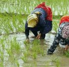 نشای ۶۵ هزار هکتار از شالیزار‌های گیلان