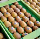 صادرات ۲۰۰ هزارتن کیوی در گیلان