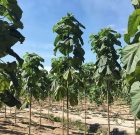 قطع ۲۰ اصله درخت مهاجم پائولونیا در آستانه‌اشرفیه