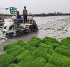 نشای مکانیزه برنج برای نخستینبار در آستانهاشرفیه انجام شد نشای مکانیزه برنج برای نخستینبار در آستانهاشرفیه انجام شد